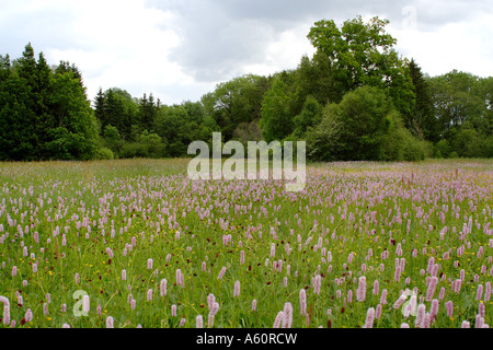 gemeinsamen cm, Wiese cm (Polygonum Bistorta, großen Bistorta), blühenden Pflanzen in einen Sumpf Wiese, Deutschland, Bayern, Chiemsee Stockfoto