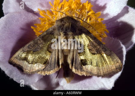 Gold-Spot, Golden spot, Reis Looper (Plusia Festucae) auf Lila Blüte Stockfoto