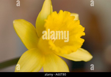 Nahaufnahme einer hellen gelben Narzissen Narzissen blühen. Stockfoto