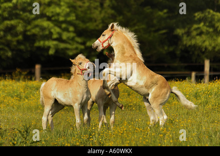 Exmoor Pony (Equus Przewalskii F. Caballus), Fohlen, Niederlande Stockfoto