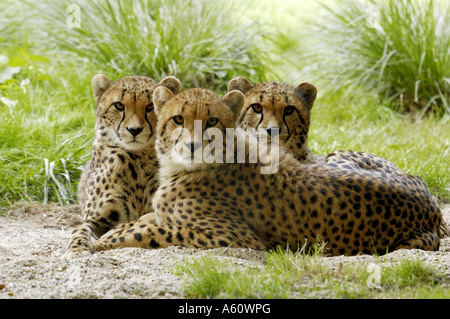 Gepard (Acinonyx Jubatus), Welpen Stockfoto