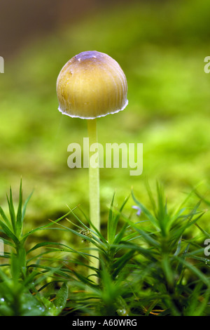 Yellowleg Motorhaube (Mycena Epipterygia), Fruchtbildung Körper, Deutschland Stockfoto
