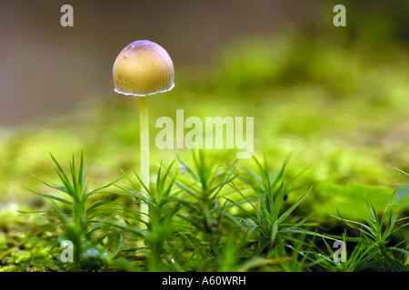Yellowleg Motorhaube (Mycena Epipterygia), Fruchtbildung Körper, Deutschland Stockfoto