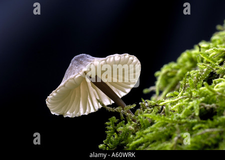 Yellowleg Motorhaube (Mycena Epipterygia), Fruchtbildung Körper, Deutschland Stockfoto