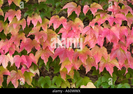 Boston-Efeu, japanische Schlingpflanze (Parthenocissus Tricuspidata), Blätter in Herbstfärbung Stockfoto