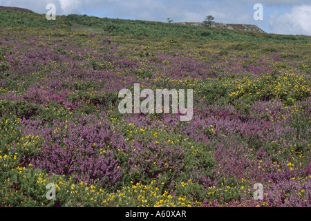 Heather, Ling (Calluna Vulgaris), blühende Heide Landschaft, United Kingdom, England, Devon, Dartmoor Nationalpark Stockfoto