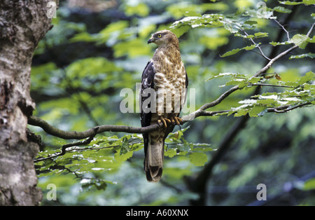 westlichen Wespenbussard (Pernis Apivorus), einziges Tier sitzt auf einem Ast Stockfoto