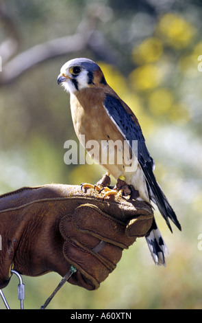 Amerikanische Turmfalke (Falco Sparverius), einziges Tier auf der Seite der Falkner Stockfoto
