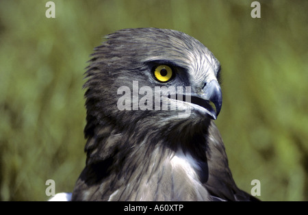 Schlangenadler (Circaetus Gallicus), Portrait eines einzelnen Tieres Stockfoto
