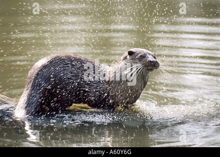 Europäischen Fischotter, europäischer Fischotter, eurasische Fischotter (Lutra Lutra), Baden Stockfoto