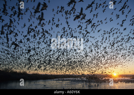 Schneegans (Anser Caerulescens, Chen Caerulescens), fliegen, USA Stockfoto