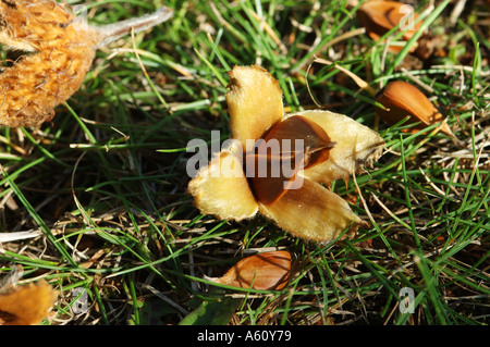Buche-Masten auf Waldboden Stockfoto
