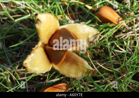 Buche-Masten auf Waldboden Stockfoto