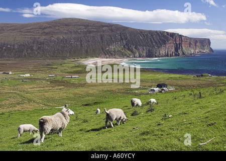 Schafe auf einer Wiese an der Bucht von Rackwick, Großbritannien, Schottland, Insel Hoy Stockfoto