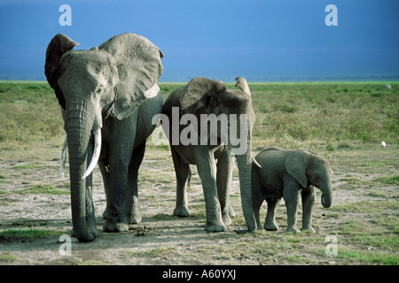 Afrikanischer Elefant (Loxodonta Africana), Frau mit zwei jungen Elefanten, Kenia Stockfoto