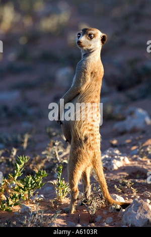 Suricate, schlank-tailed Erdmännchen (Suricata Suricatta), trächtige Weibchen halten Wache, Südafrika Stockfoto