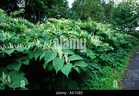 Japanischer Staudenknöterich in Blume Fallopia Japonica Lancashire Stockfoto