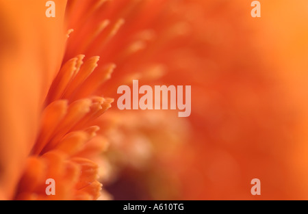 Orange Gerbera Blume Stockfoto