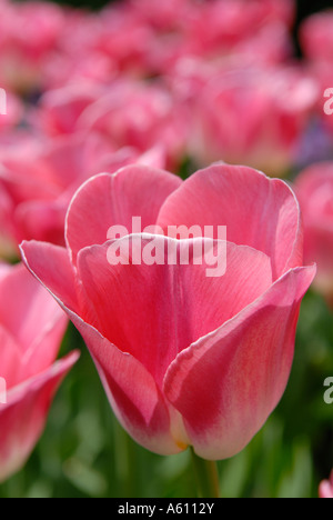 Rosa Tulpen. Fotografiert im Keukenhof Gärten in der Nähe von Amsterdam. Holland, Europa Stockfoto