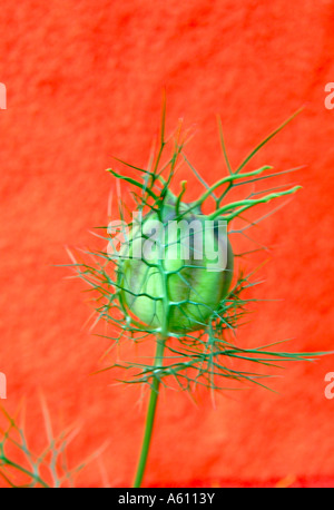 Voller Textur. Nahaufnahme von "Liebe im Nebel" Blume. Fotografiert in Oxford botanischen Gärten, UK-Vereinigtes Königreich Stockfoto