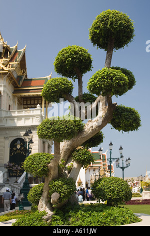 Exotisch beschnittene Pom Pom Baum, Beschnittene "Wolke" Formation in Form eines Balls, Bangkok Grand Palace oder Royal Palace. Montanoa bipinnatifida-Exemplar. Stockfoto