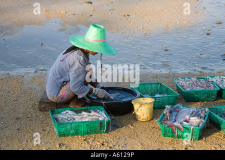 Thai Frau Reinigung & Vorbereitung morgen catch Fisch gefangen in der Provinz Krabi Thailand Stockfoto