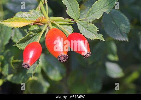 Hundsrose Rosa Canina Hüften wächst im Garten Ringwood Hampshire England Stockfoto