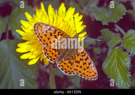 Perle umrahmten Fritillary Boloria Euphrosyne auf Löwenzahn Blume Ringwood Hampshire England Stockfoto