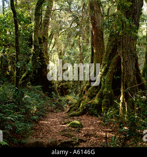 Antarktis Buche Nothofagus Moreii Bäume auf der Grenze-Strecke im Lamington National Park-Queensland-Australien Stockfoto