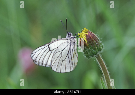 Schwarz geädert weißen Aporia Crataegi auf Arnika Blume Pyrenäen Frankreich Stockfoto