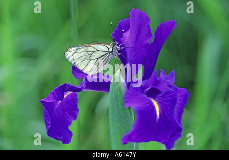 Schwarz geäderten weißen Aporia Crataegi auf spanische Iris Blume Pyrenäen Frankreich Stockfoto