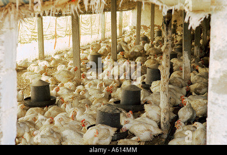 Geflügel Huhn Huhn Hühner Schuppen Shack Coop auf kleinen chinesischen ländlichen Landwirtschaft Bauernhof in der Nähe von Penglai, Provinz Shandong, China Stockfoto