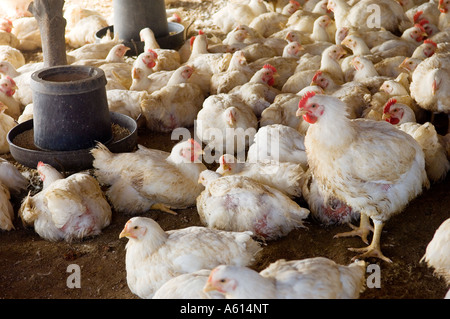 Geflügel Huhn Huhn Hühner Schuppen Shack Coop auf kleinen chinesischen ländlichen Landwirtschaft Bauernhof in der Nähe von Penglai, Provinz Shandong, China Stockfoto