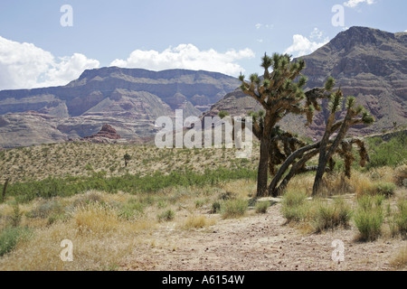 Joshua Bäume Yucca Brevifolia Utah USA Stockfoto