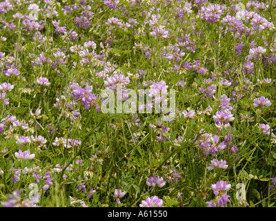 Crown Vetch (Coronilla Varia) Stockfoto
