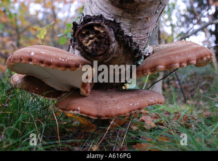 Baumpilz Stockfoto