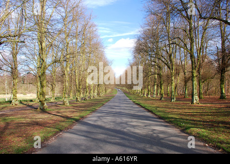 Die Allee der Bäume, Clumber Estate, Notts Stockfoto