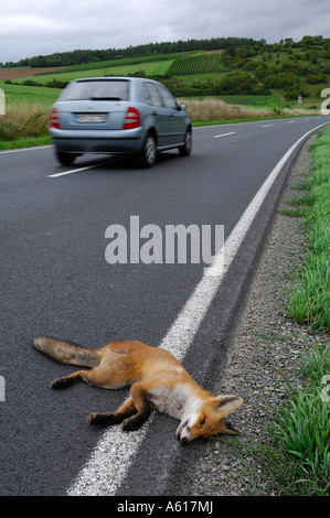 Toten Fuchs am Straßenrand von einer Landstraße Stockfoto