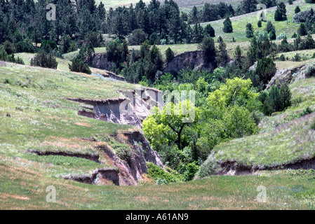 Bäume auf Landschaft, Pine-Ridge-Indianer-Reservat, South Dakota, USA Stockfoto