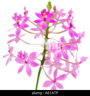 Orchidee Epidendrum lila Stockfoto