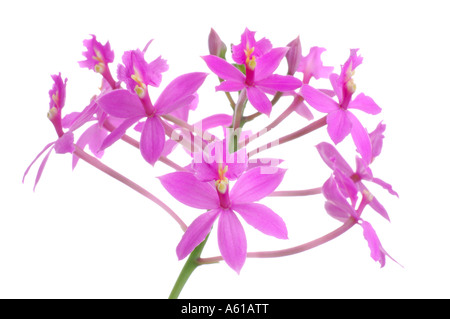 Orchidee Epidendrum lila Stockfoto