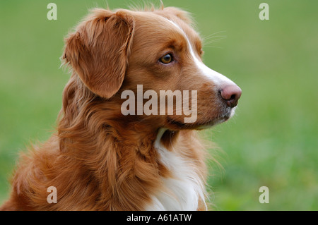 Nova Scotia Duck Tolling Retriever Stockfoto