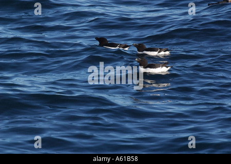 Tordalken Thule Grönland Stockfoto