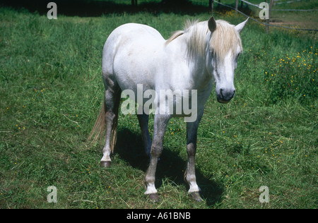 Weißen arabischen Pferd stehen im Feld, Deutschland Stockfoto