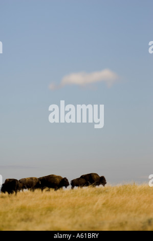 Bison im Grasland von Theodore Roosevelt Nationalpark North Dakota Stockfoto