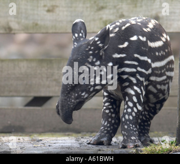 Baby-malaiische Tapir (Tapirus Indicus) nur wenige Wochen alt im zoo Stockfoto