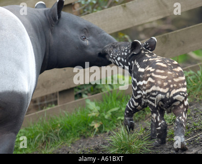 Schabrackentapir (Tapir Indicus) Mutter und Kalb nur wenige Wochen alt in ein bewegender moment Stockfoto