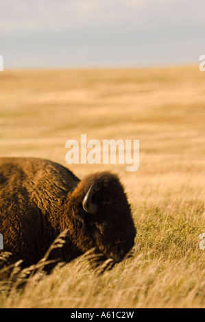 Bison im Grasland von Theodore Roosevelt Nationalpark North Dakota Stockfoto