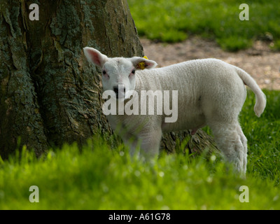 Niedliche kleine Lamm junge Schafe in einer Wiese in der Nähe von einem Baum in die Kamera schauen Stockfoto