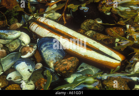 Eine Mischung aus Schalen in einem Felsenpool mit einem Rasiermesser Schale als Focal point Stockfoto